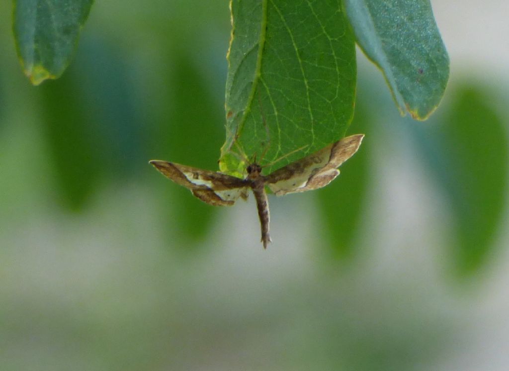 Hydriris ornatalis (Crambidae)